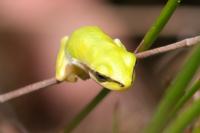 Hyla meridionalis