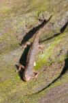 Lissotriton helveticus