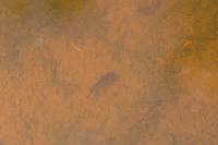 Salamandra salamandra