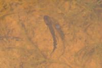 Triturus marmoratus