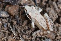 Rana dalmatina