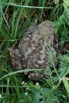Bufo bufo