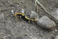 Salamandra salamandra fastuosa
