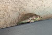Hyla meridionalis