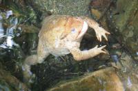 Bufo spinosus