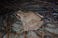 Rana dalmatina