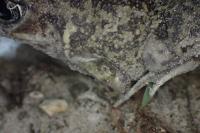 Pelobates cultripes