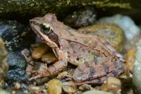 Rana temporaria temporaria