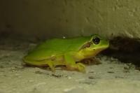 Hyla meridionalis