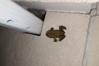 Bufo spinosus