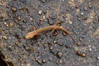 Lissotriton helveticus