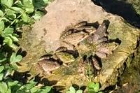 Pelophylax kl. esculentus
