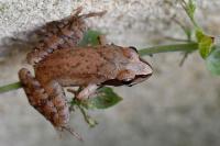 Rana dalmatina