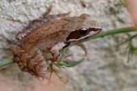 Rana dalmatina
