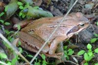 Rana temporaria