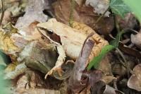 Rana dalmatina