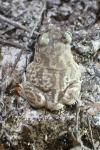 Pelobates cultripes