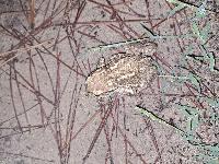 Bufo spinosus