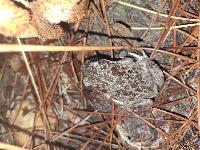 Pelobates cultripes