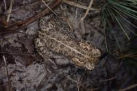Epidalea calamita