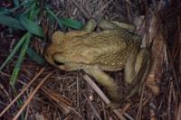 Bufo spinosus