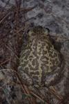 Pelobates cultripes
