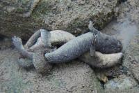Calotriton asper