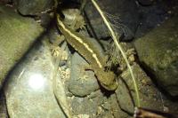 Calotriton asper