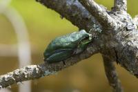 Hyla meridionalis