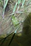 Pelophylax