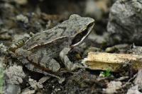 Rana dalmatina
