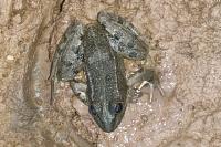 Pelophylax