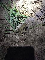 Bufo spinosus