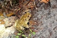 Bufo spinosus