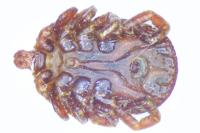 Dermacentor reticulatus