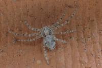 Philodromus