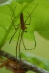 Tetragnatha