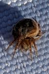 Araneidae