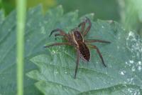 Dolomedes fimbriatus / Dolomedes plantarius