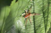 Dolomedes