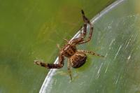 Xysticus