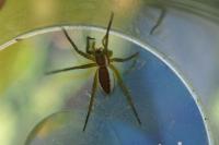 Dolomedes fimbriatus / Dolomedes plantarius