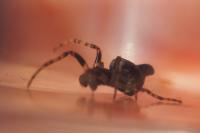 Cyclosa
