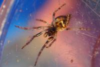 Cyclosa