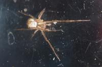 Metellina