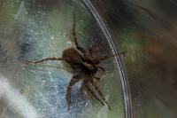 Pardosa