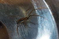 Tetragnatha