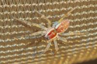 Dolomedes fimbriatus / Dolomedes plantarius