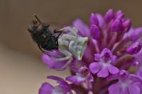 Thomisus onustus