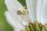 Thomisus onustus